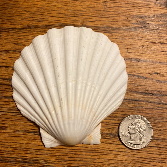 🌺 Large Scallop Shell 🌺 - Picture 2 of 2
